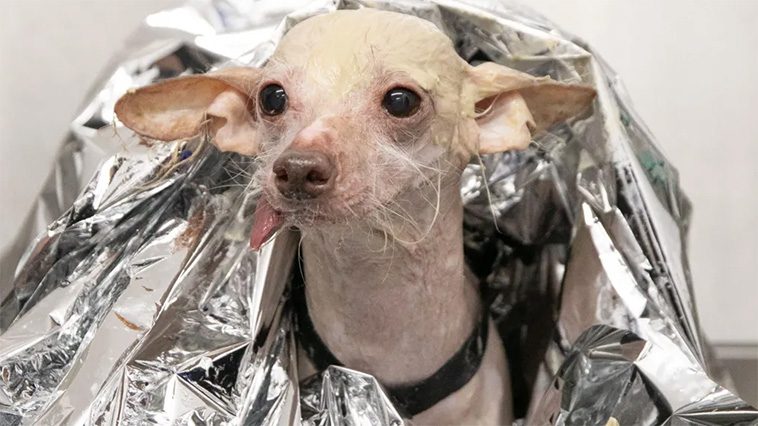 Storbritanniens 'fulaste hund' har korats – möt den kinesiska nakenhunden Muppet