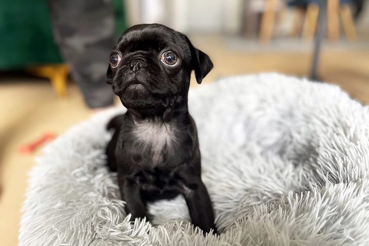 Den ultimata guiden till att adoptera och ta hand om en mops