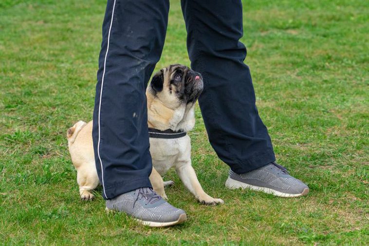 Den ultimata guiden till att adoptera och ta hand om en mops