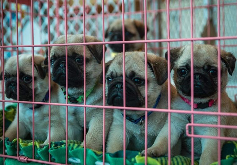Den ultimata guiden till att adoptera och ta hand om en mops