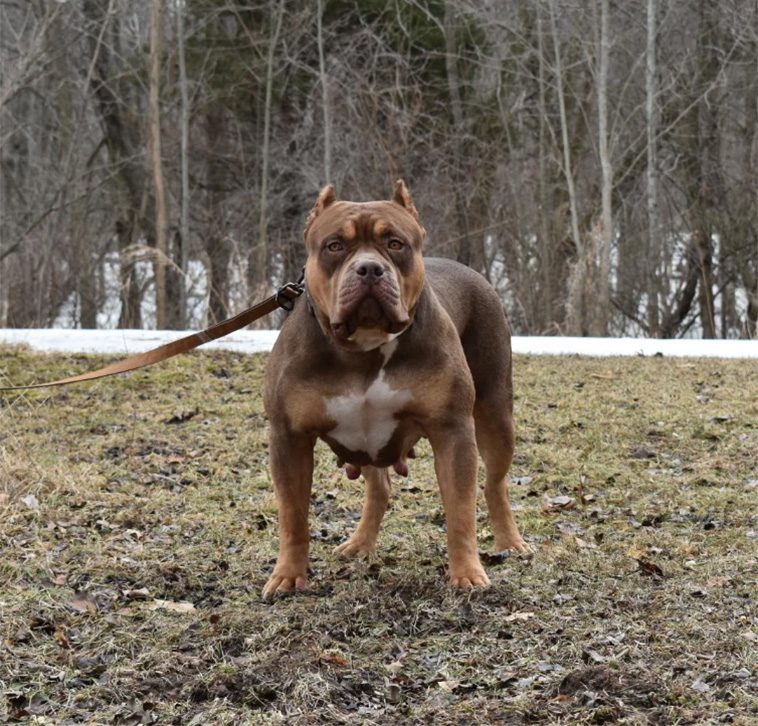 Förbjuden i Storbritannien – men American Bully hittar nya hem i Finland