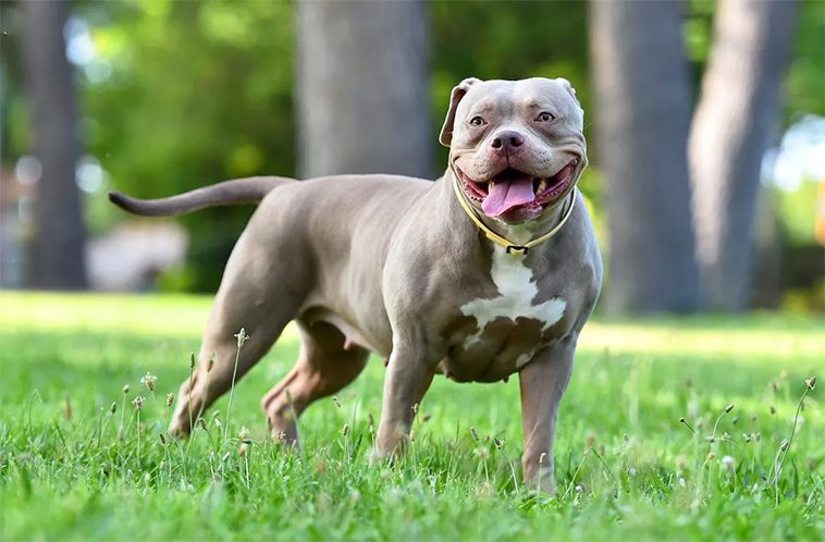Förbjuden i Storbritannien – men American Bully hittar nya hem i Finland