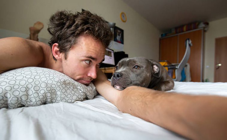 10 anledningar varför du aldrig någonsin ska skaffa en Staffordshire Bullterrier