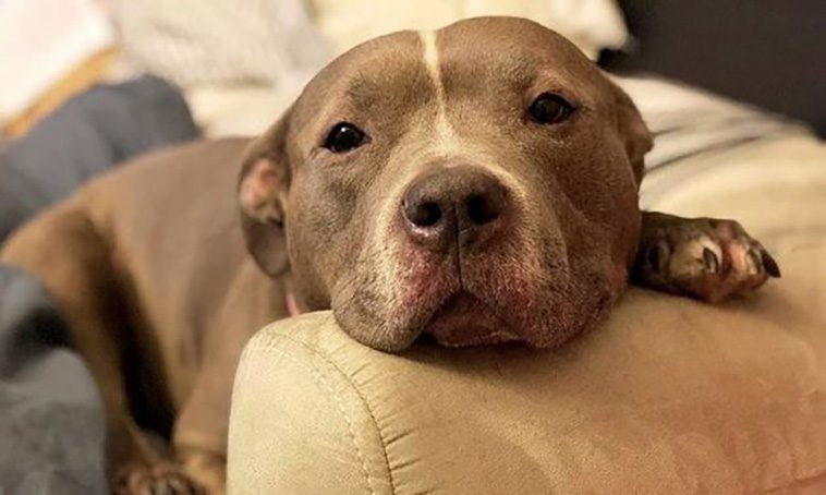 10 anledningar varför du aldrig någonsin ska skaffa en Staffordshire Bullterrier