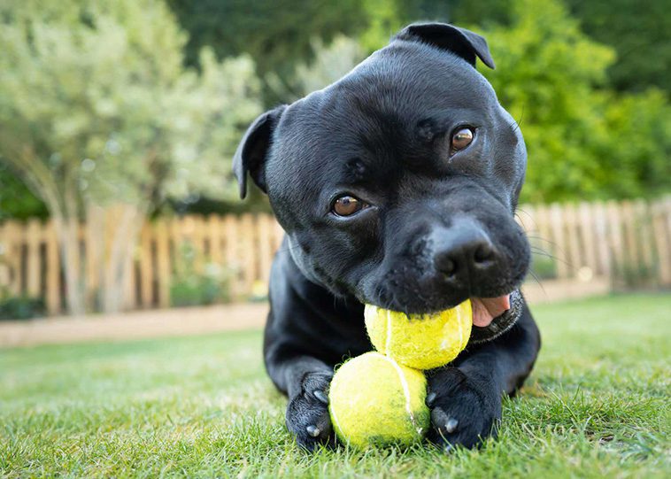 10 anledningar varför du aldrig någonsin ska skaffa en Staffordshire Bullterrier