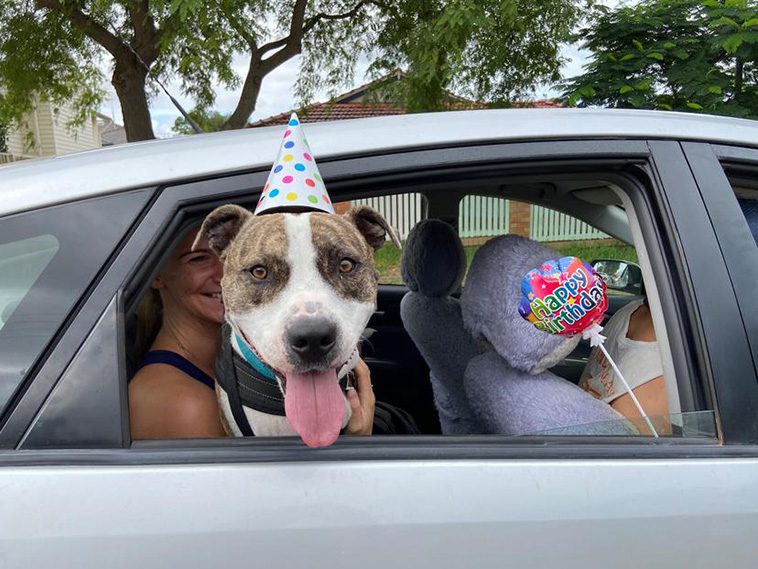 10 anledningar varför du aldrig någonsin ska skaffa en Staffordshire Bullterrier