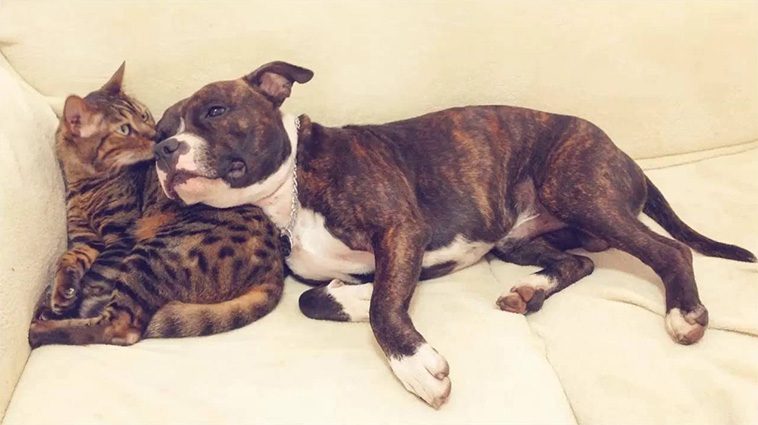 10 anledningar varför du aldrig någonsin ska skaffa en Staffordshire Bullterrier