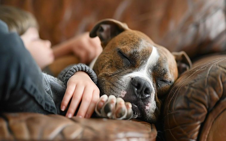 10 anledningar varför du aldrig någonsin ska skaffa en Staffordshire Bullterrier