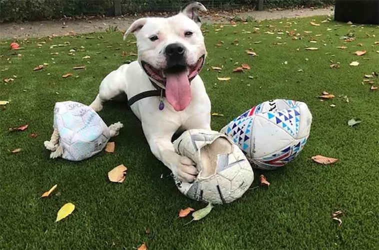 10 anledningar varför du aldrig någonsin ska skaffa en Staffordshire Bullterrier
