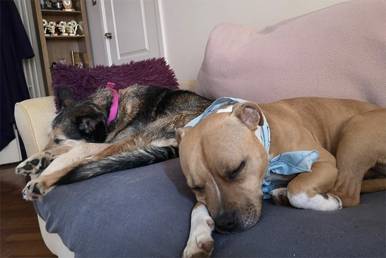 10 anledningar varför du aldrig någonsin ska skaffa en Staffordshire Bullterrier