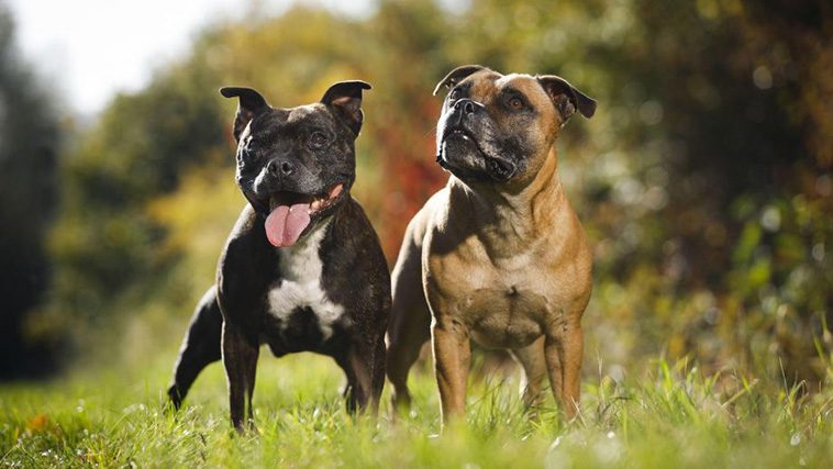 10 anledningar varför du aldrig någonsin ska skaffa en Staffordshire Bullterrier