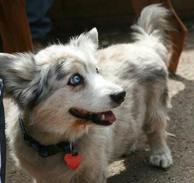 Corgi + Australian Shepherd.