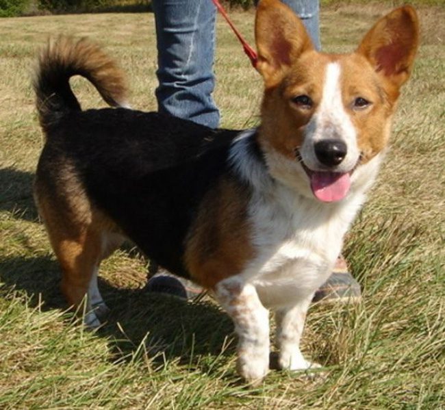 Corgi + Beagle.