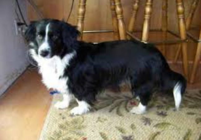 Corgi + Border Collie.