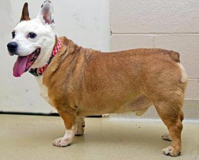 Corgi + Fransk Bulldogg.