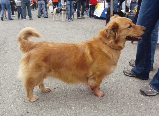 Corgi + Golden Retriever.