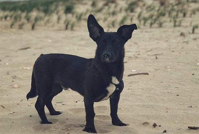 Corgi + Labrador Retriever.