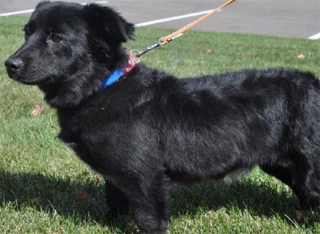 Corgi + Newfoundlandshund.