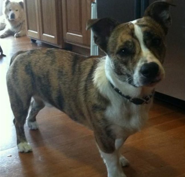 Corgi + Pitbull.