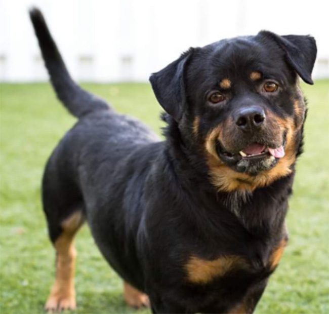 Corgi + Rottweiler (jag vet att vi redan har haft med Rottweiler – men titta bara så söt!).