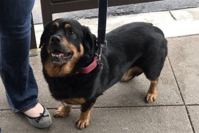 Corgi + Rottweiler.