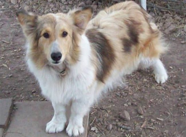 Corgi + Shetland Sheepdog.