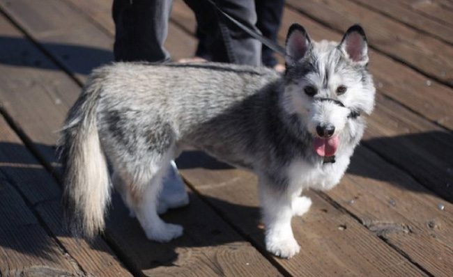 Corgi + Siberian Husky.