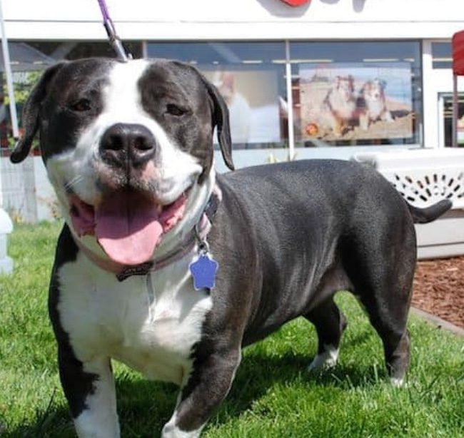 Corgi + Staffordshire Bullterrier.