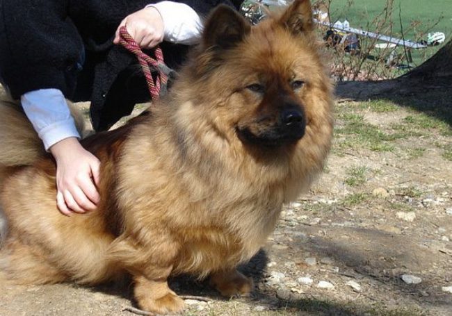 Corgi + Tibetansk Mastiff.