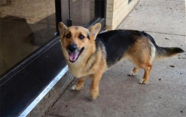 Corgi + Tysk schäferhund.