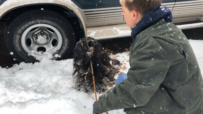 Den stackars hunden Pilgrim hittades nästan fastfrusen på grund av sin övervuxna päls