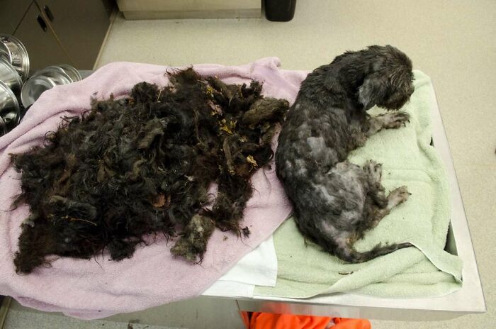 Frusen hund fast i marken förvandlas efter att ha förlorat 3 kilo päls