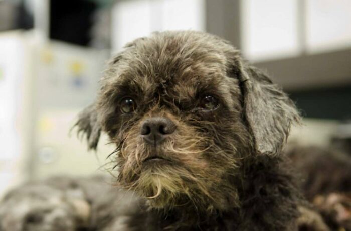 Frusen hund fast i marken förvandlas efter att ha förlorat 3 kilo päls