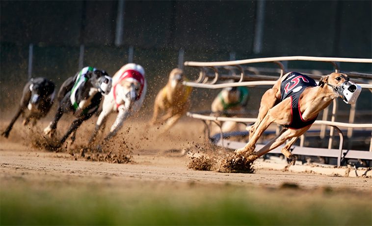 Ny lag förbjuder greyhound-racing i Nya Zeeland