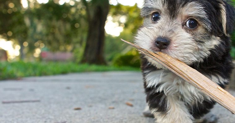 Därför släpar din hund hem på de största pinnarna från skogen