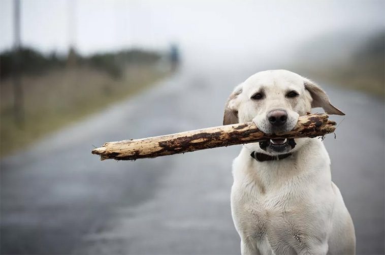 Därför släpar din hund hem på de största pinnarna från skogen