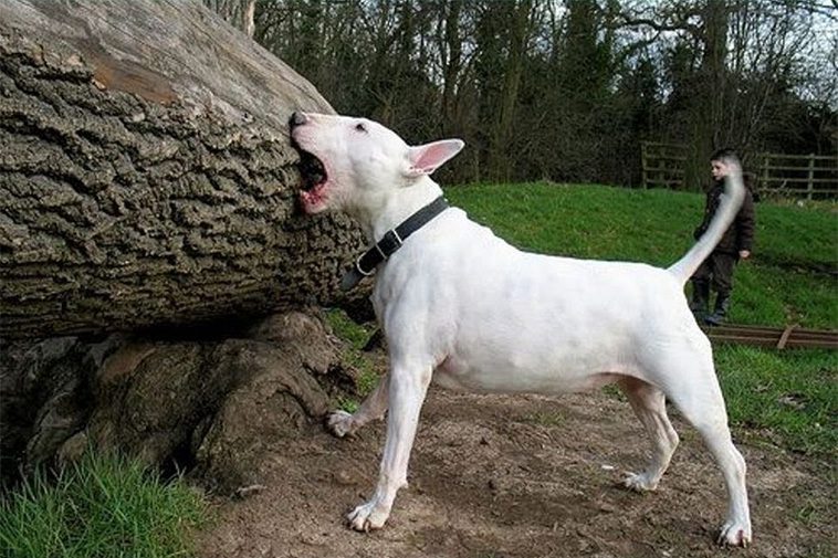 Därför släpar din hund hem på de största pinnarna från skogen
