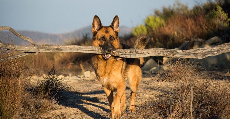 Därför släpar din hund hem på de största pinnarna från skogen