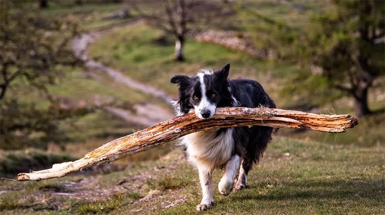 Därför släpar din hund hem på de största pinnarna från skogen
