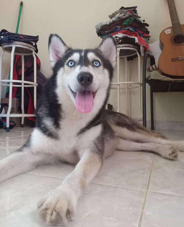 Huskyhunden hittades så undernärd att hon såg ut som ett skelett – 10 månader senare är hon oigenkännlig