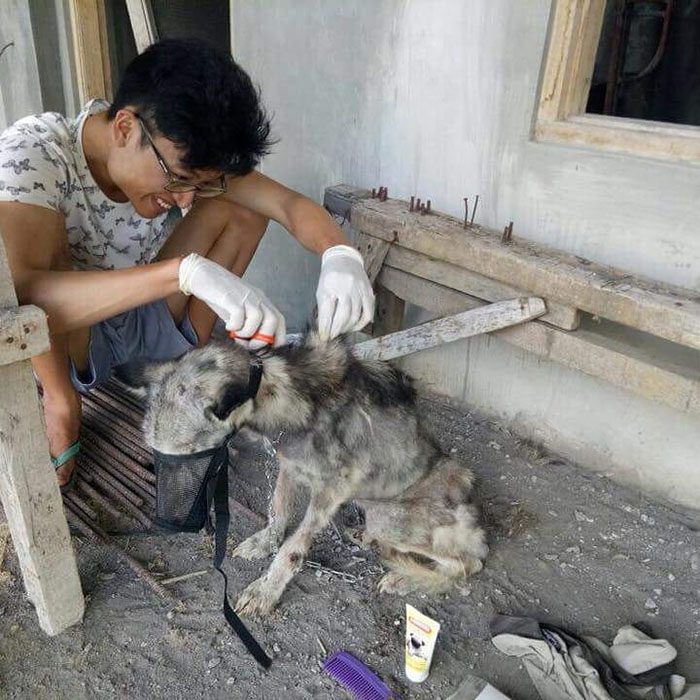 Huskyhunden hittades så undernärd att hon såg ut som ett skelett – 10 månader senare är hon oigenkännlig