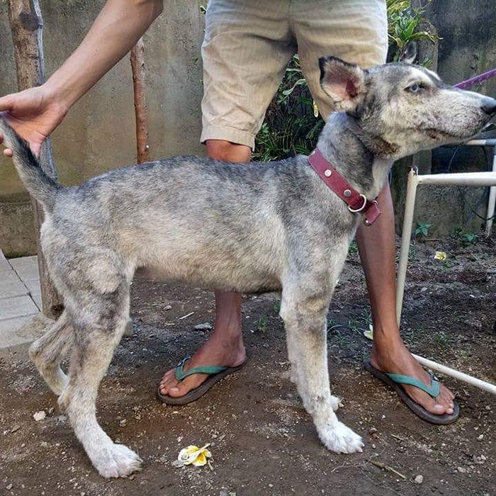 Huskyhunden hittades så undernärd att hon såg ut som ett skelett – 10 månader senare är hon oigenkännlig