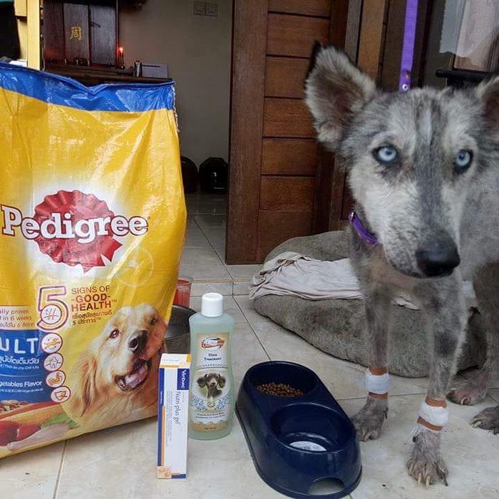 Huskyhunden hittades så undernärd att hon såg ut som ett skelett – 10 månader senare är hon oigenkännlig