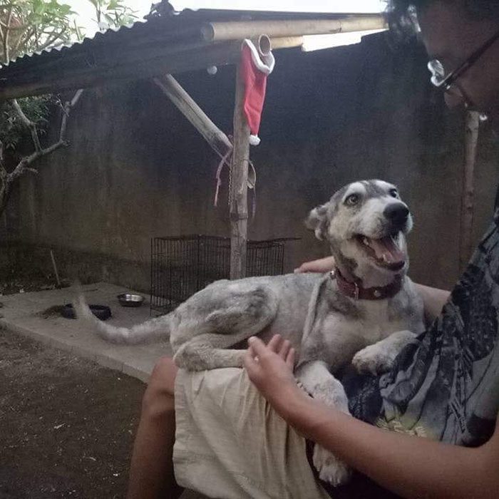 Huskyhunden hittades så undernärd att hon såg ut som ett skelett – 10 månader senare är hon oigenkännlig