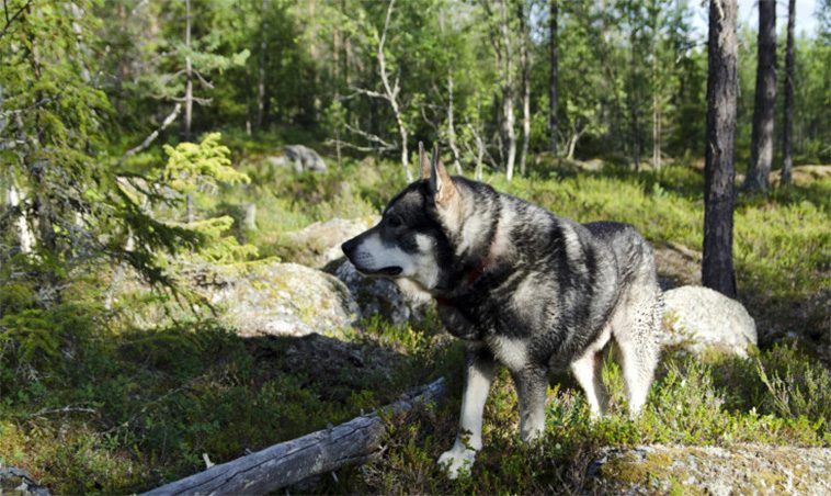 Ännu en jakttragedi: Jämthund skjuten – jägare nära att träffas