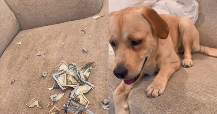 Chockad hundägare upptäcker vad Labradoren gjort: "Det stod mig dyrt"