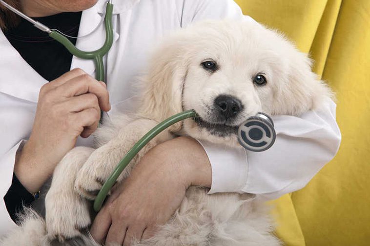 Prisnedgång på veterinärtjänster – Ett glädjande besked för djurägare