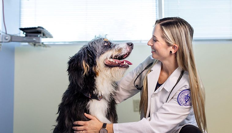 Prisnedgång på veterinärtjänster – Ett glädjande besked för djurägare