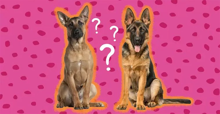 Likheterna mellan Schäfer och Malinois