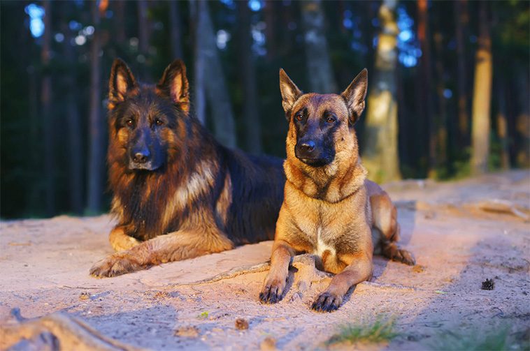 De större skillnaderna mellan Schäfer och Malinois.